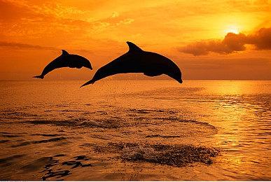 老头环下载有什么需要注意的  艾尔登法环有简体中文吗